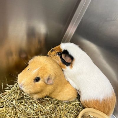 willow and peanut