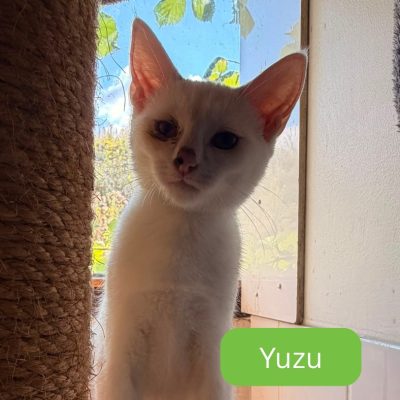 yuzu